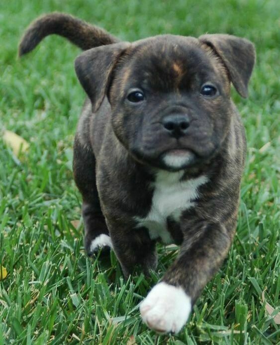 Staffordshire Bull Terrier Breeders In Florida Buy Staffordshire Bull Terrier