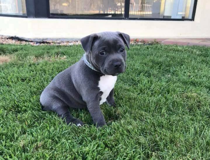Staffordshire Bull Terrier Staffordshire Bull Terrier Dog Breeders Florida