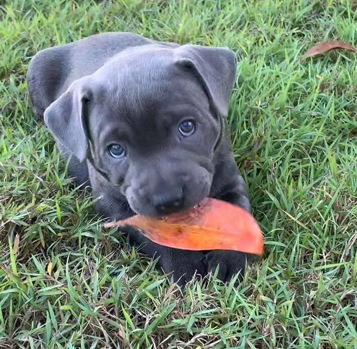 Staffordshire Bull Terrier Dog Breeders Florida Staffordshire Bull Terrier Dog Breeders Florida, USA ... We are a small upcoming breeder of English Staffordshire's with 20+ years of breeding dogs