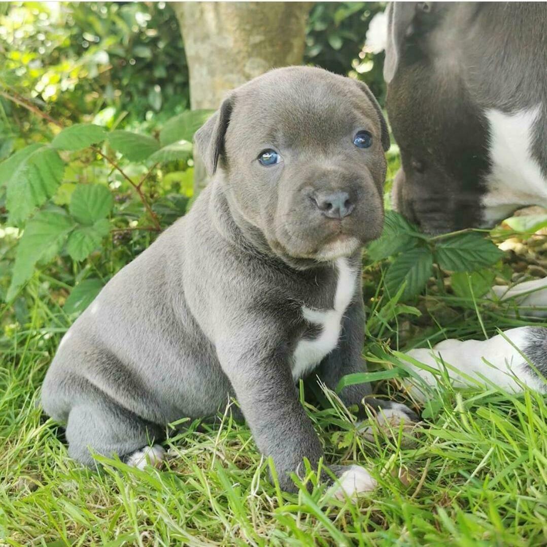 Staffordshire Bull Terrier Staffordshire Bull Terrier Dog Breeders Florida