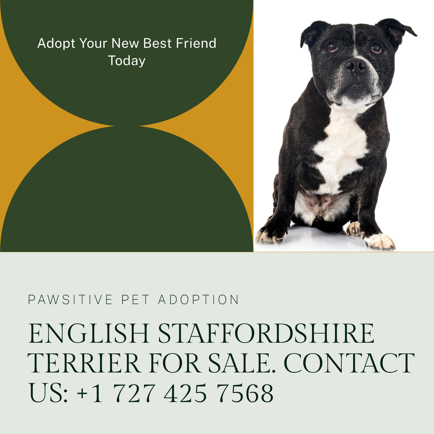 Staffordshire Bull Terrier breeders new york Staffordshire Bull Terrier breeders new york