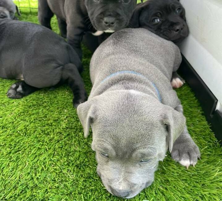 staffordshire bull terrier for sale Alabama AK staffordshire bull terrier for sale Alabama AK