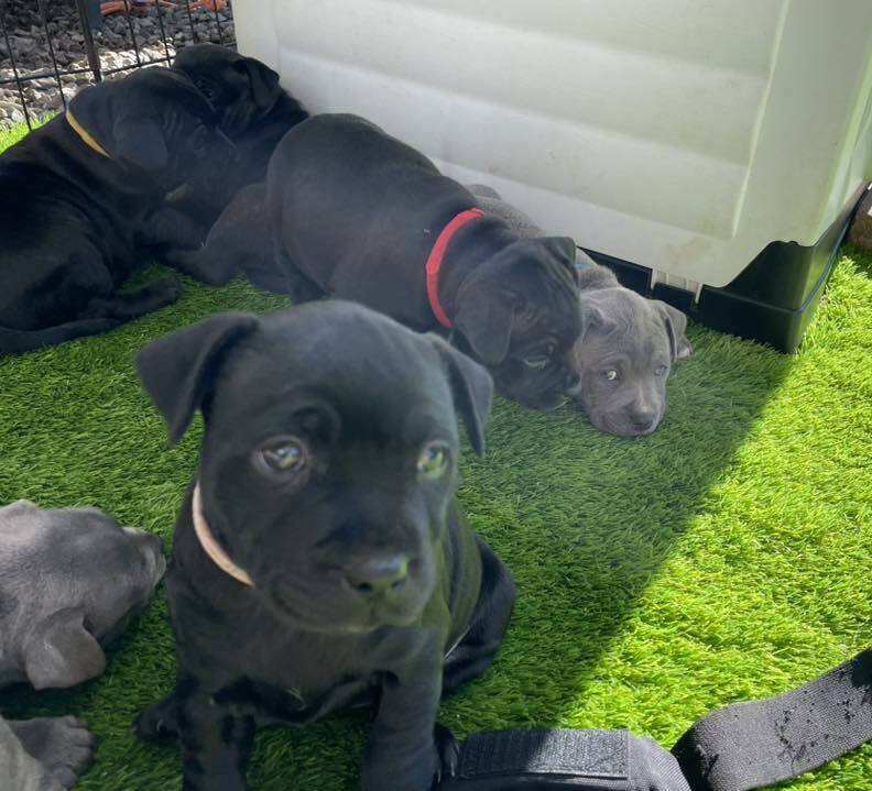 Staffordshire Terrier puppies for sale in GA Staffordshire Terrier puppies for sale in GA