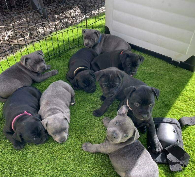staffordshire bull terrier for sale columbus, ohio staffordshire bull terrier for sale columbus, ohio